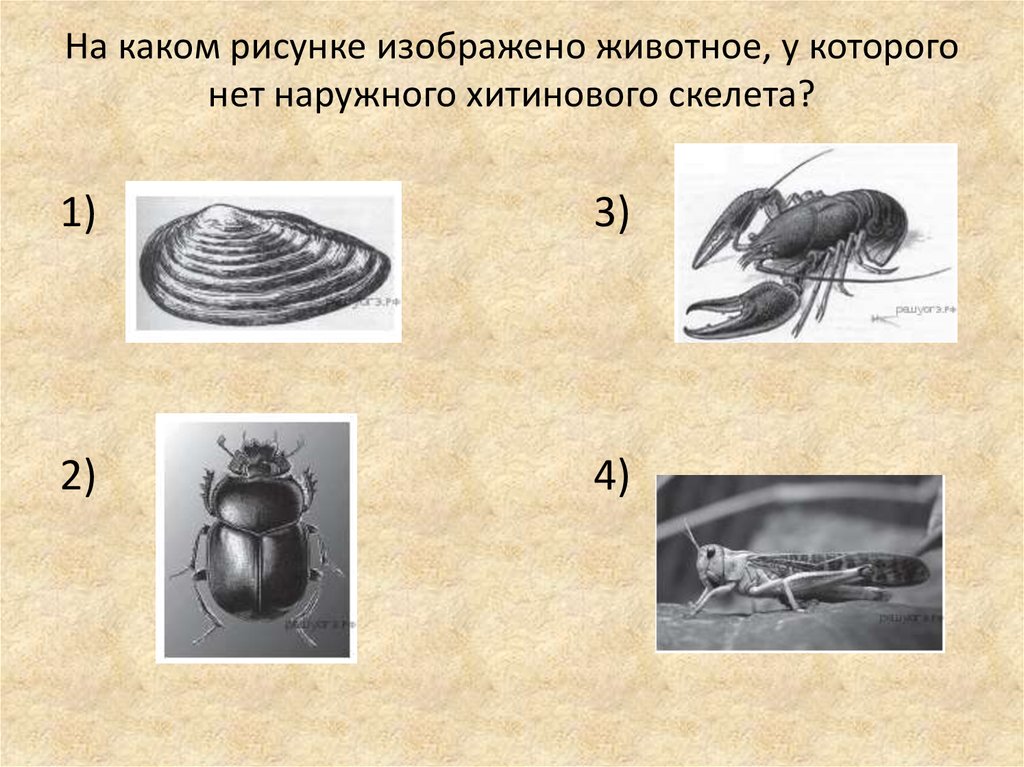 На каком рисунке изображено животное у которого нет наружного хитинового скелета