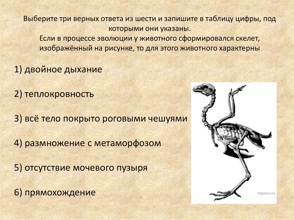 На рисунке изображен скелет птицы