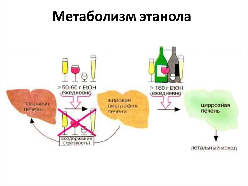 Алкогольные реакции. Метаболизм этилового спирта в печени биохимия. Метаболизм этилового спирта в печени. Метаболизм этанола схема биохимия.
