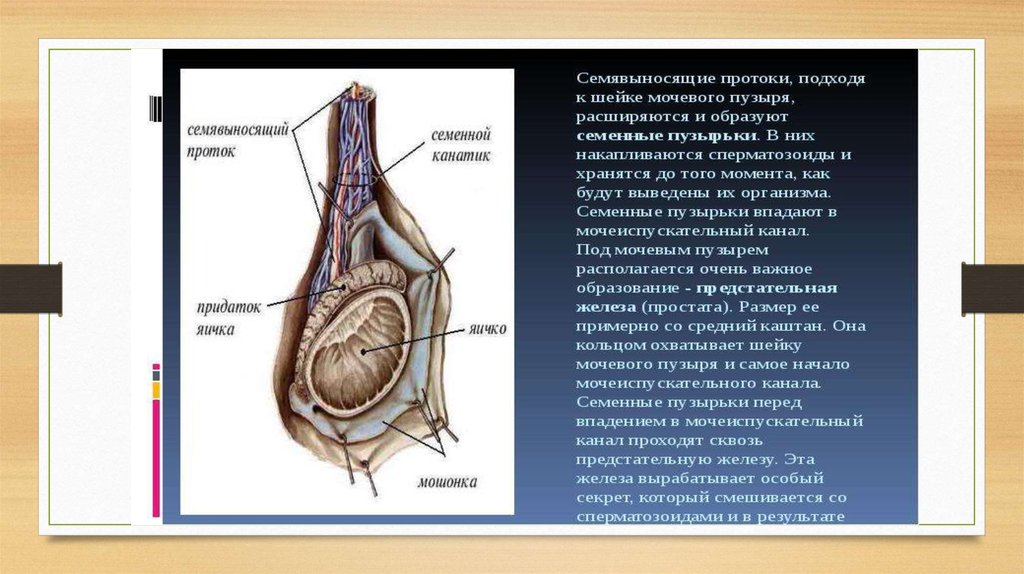 Функции придатка яичка. Семенной канатик и семявыносящий проток. Семенной канатик строение анатомия строение. Семявыносящий проток у мужчин анатомия. Придаток яичка и семявыносящий проток.