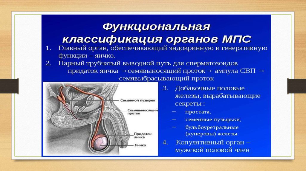 Железы мужских органов. Классификация органов мужской половой системы. Мужские половые органы функции. Наружные мужские половые органы функции. Классификация органов мужской репродуктивной системы.