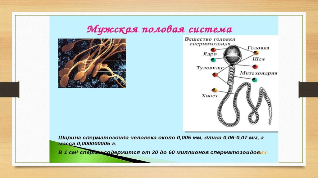 Мужская система. Репродуктивная система биология. Мужская репродуктивная система презентация. Репродуктивная система макет. Общий план строения мужской репродуктивной системы.