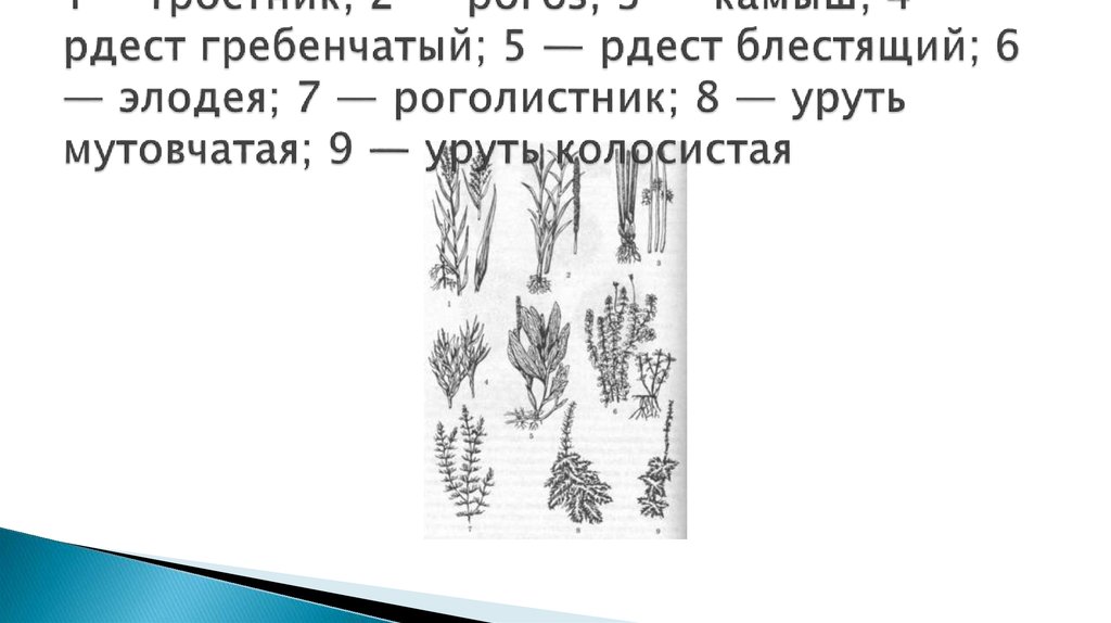 Высшие водные растения: 1— тростник; 2 — рогоз; 3 — камыш; 4 — рдест гребенчатый; 5 — рдест блестящий; 6 — элодея; 7 —