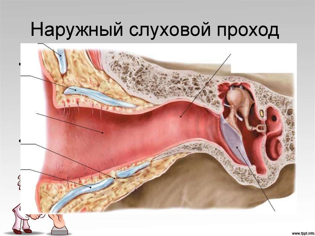 Наружный слуховой проход где находится фото