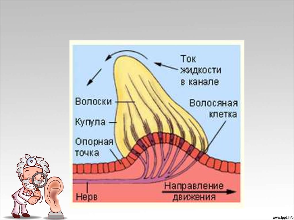 Рассмотрите рисунок изображающий строение органа слуха