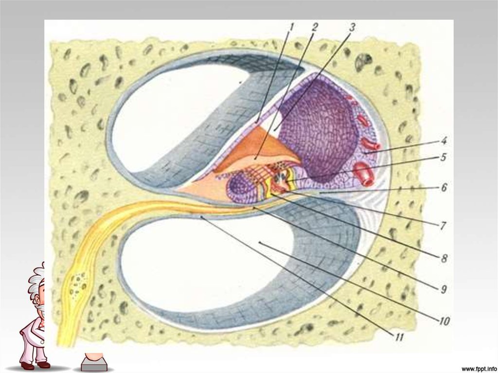 Мембраны внутреннего уха. Кортиев орган в улитке внутреннего уха. Кортиев орган строение. Строение внутреннего уха Кортиев орган. Кортиев орган внутреннего уха анатомия.