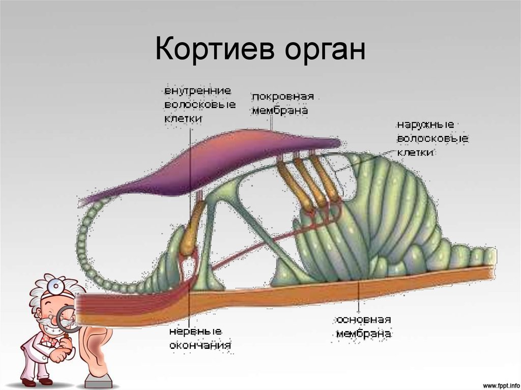 Мембраны внутреннего уха. Кортиев орган в улитке внутреннего уха. Ухо строение Кортиев орган. Строение внутреннего уха Кортиев орган. Внутреннее ухо Кортиев орган.