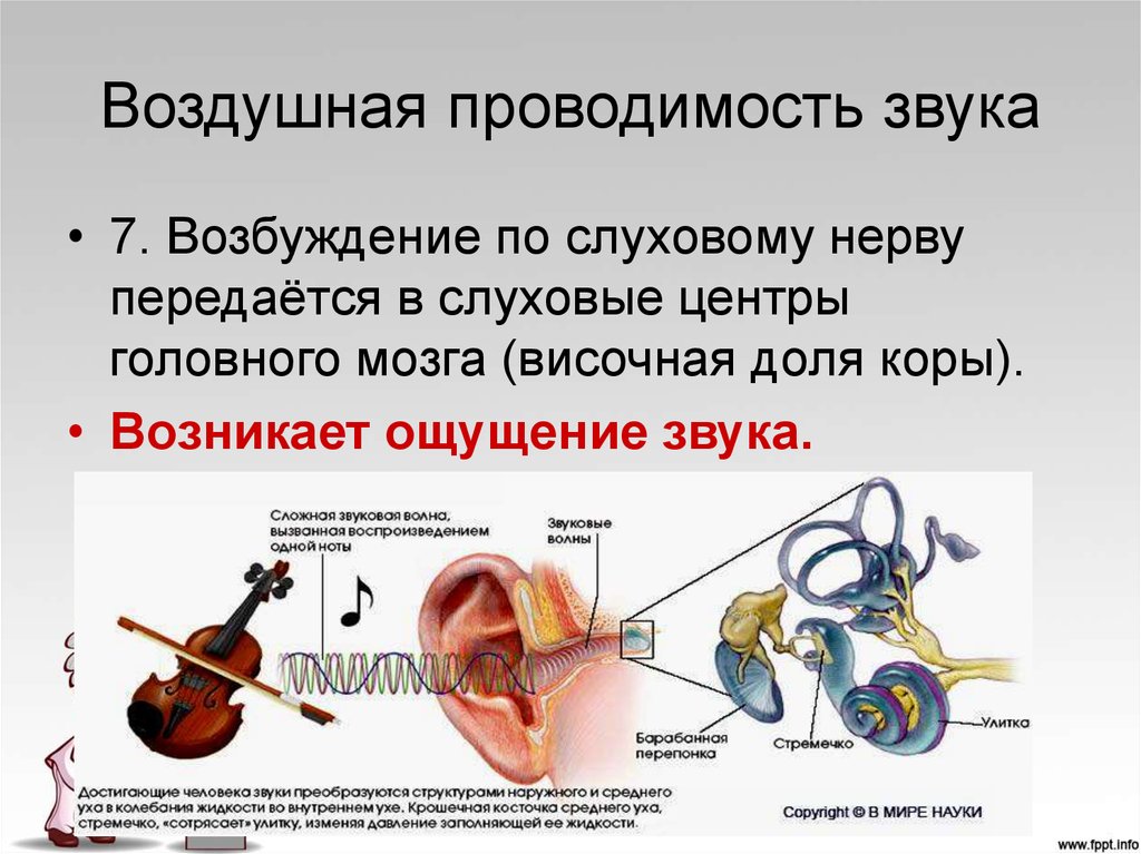 Звуки для возбуждения. Воздушная проводимость звука. Воздушная и костная проводимость слуха. Исследование воздушной проводимости звука. Воздушная и костная проводимость звука.