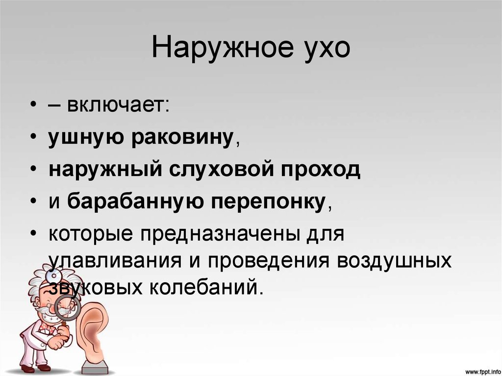 Что относится к наружному уху