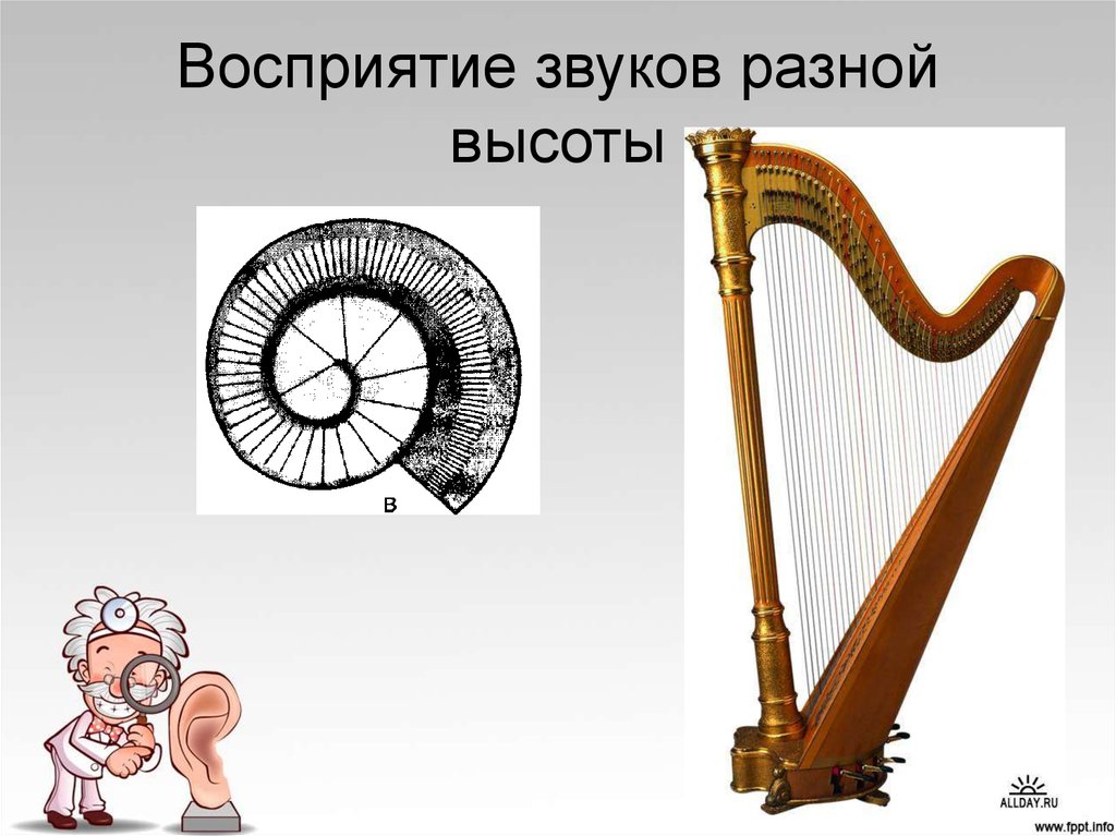 Восприятие звука. Восприятие звуков разной высоты. Восприятие звуков различной высоты. Звуки разной высоты.