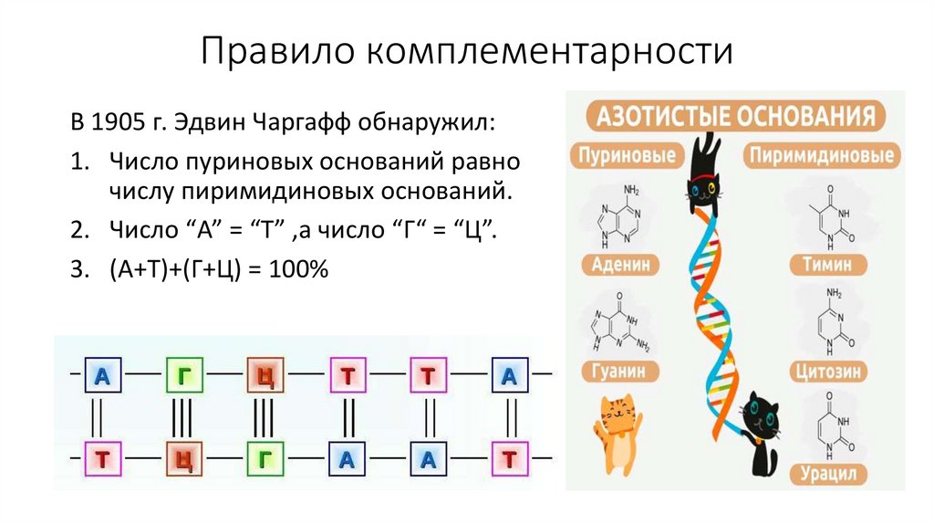 А т ц г рнк. Принцип комплементарности биология ДНК И РНК. Комплементарность белка и РНК. Комплементарность нуклеотидов РНК. Правило комплементарности ДНК И РНК.