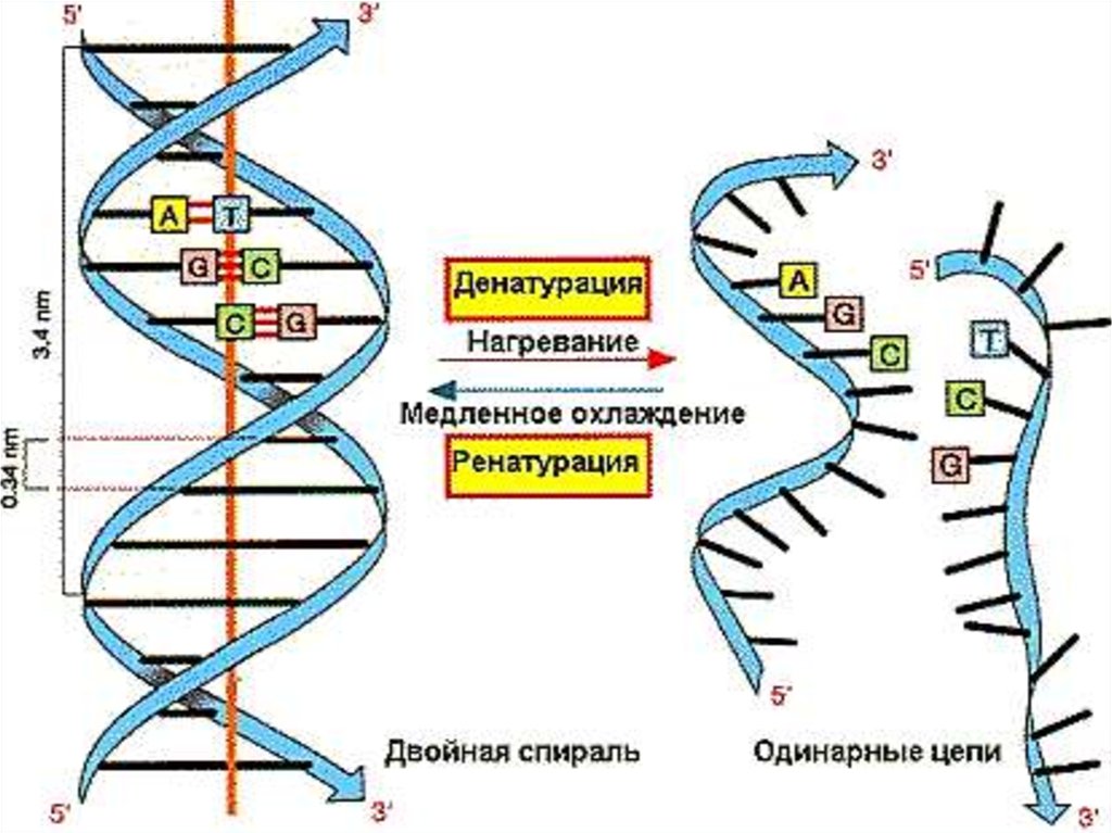 Нуклеиновые кислоты биосинтез белка. Денатурация и ренатурация нуклеиновых кислот. Нуклеиновые кислоты в синтезе белка. Денатурация нуклеиновых кислот биохимия. Денатурация двухцепочечной ДНК.