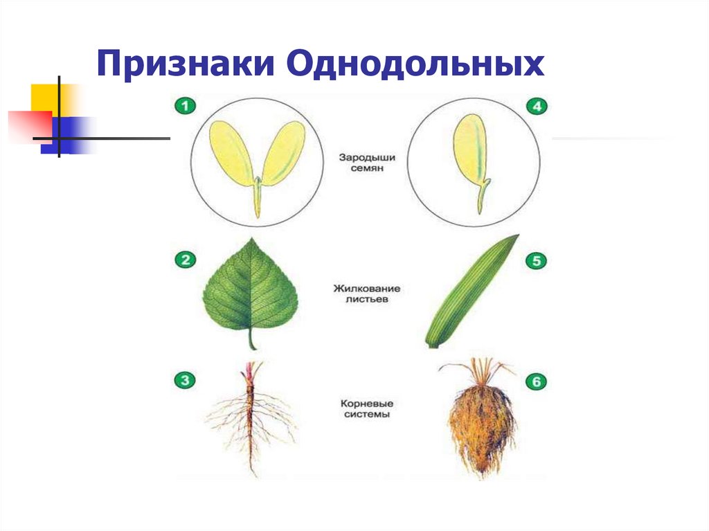 Признаки двудольных