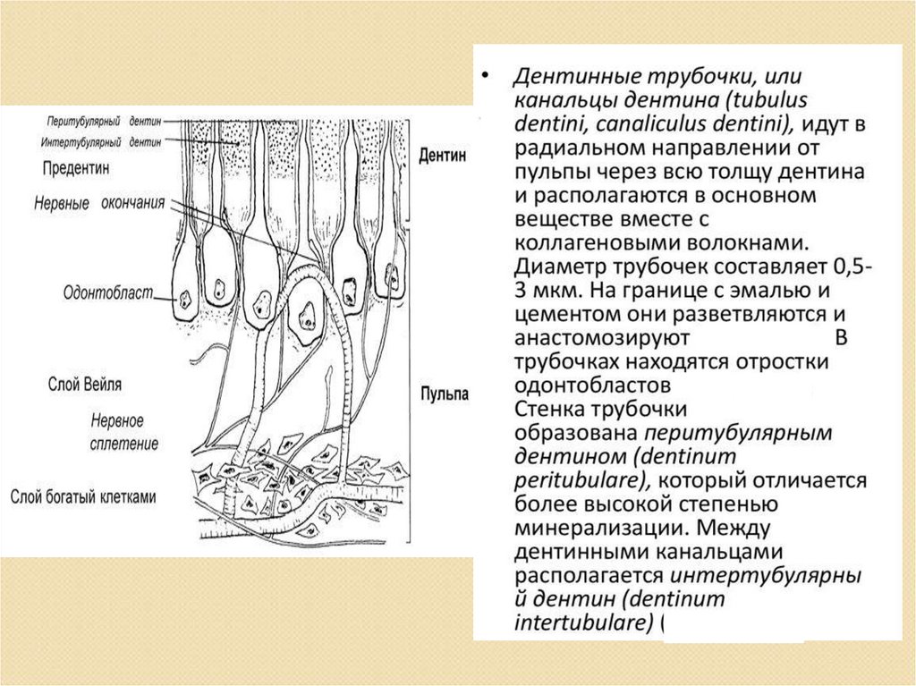 В чем особенность строения дентина какую. Строение дентина гистология. Гистологическое строение дентина зуба. Строение зуба дентинные канальцы.
