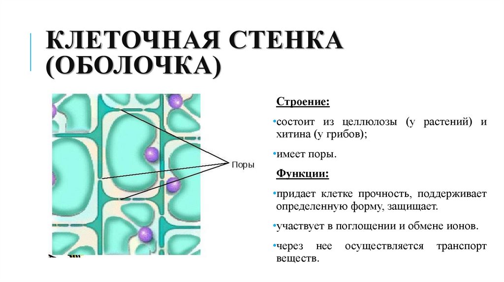 Из чего состоит стенка грибов. Клеточная стенка растительной клетки строение и функции. Структура и функции клеточной стенки растительных клеток. Функция клеточной стенки в растительной клетке. Клеточная стенка строение и функции Целлюлоза.