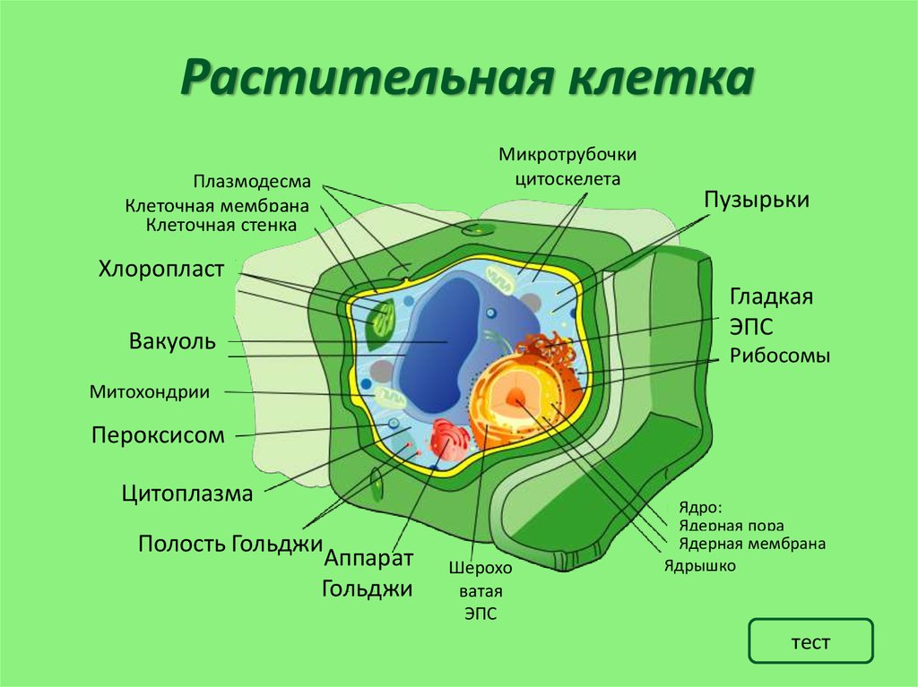 Какие части растительной клетки. Биология 11 класс - структура клетки растений. Строение клетки растения. Строение растительной клетки. Органоиды растительной клетки схема.