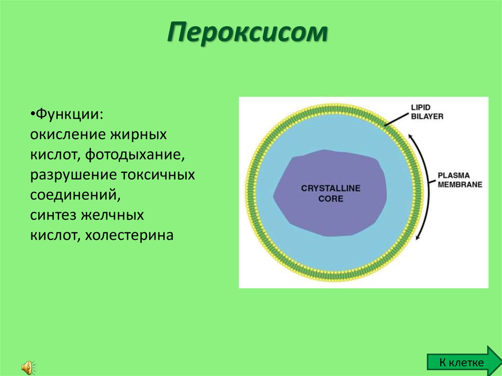 Строение растительной клетки презентация