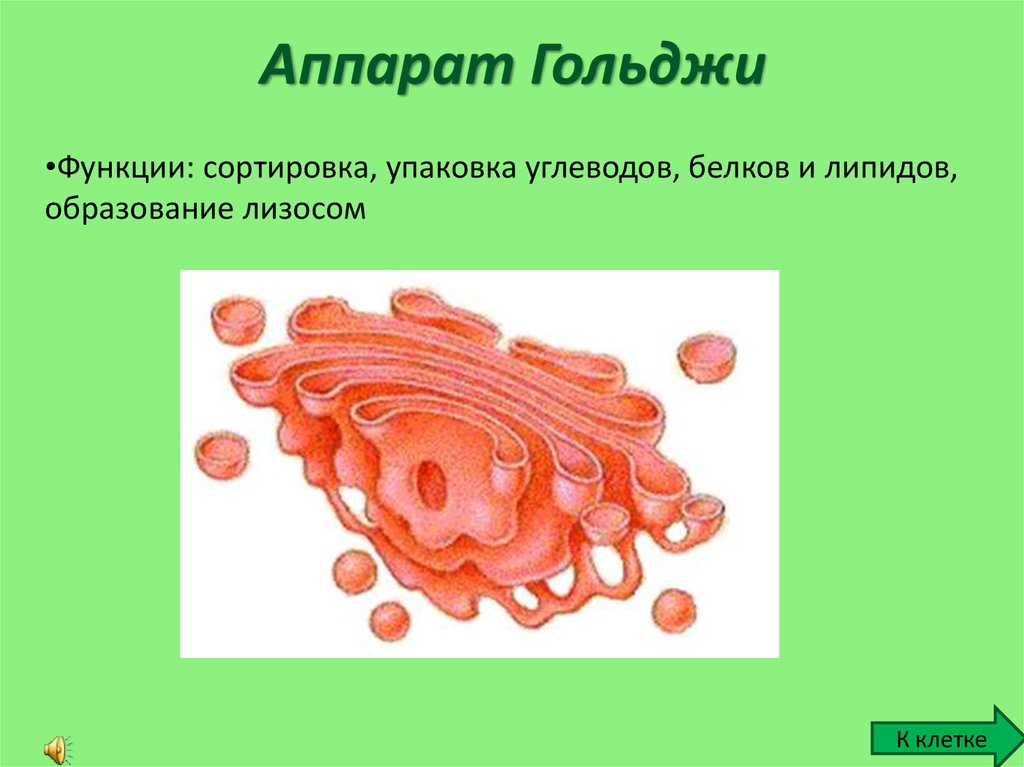 Рисунок егэ аппарат гольджи