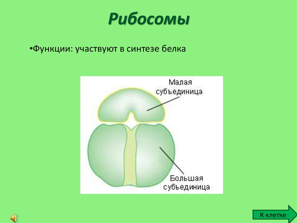 Рибосомы рисунок схематично в клетке