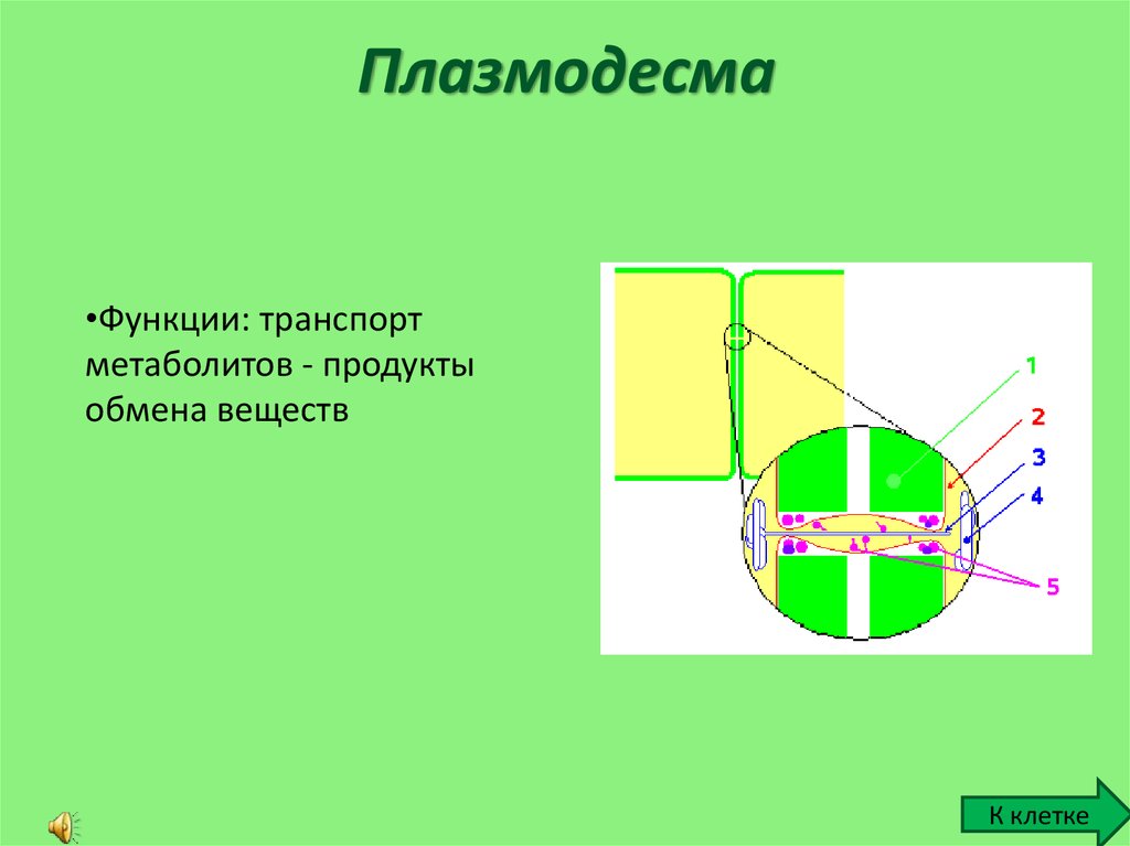 Плазмодесмы