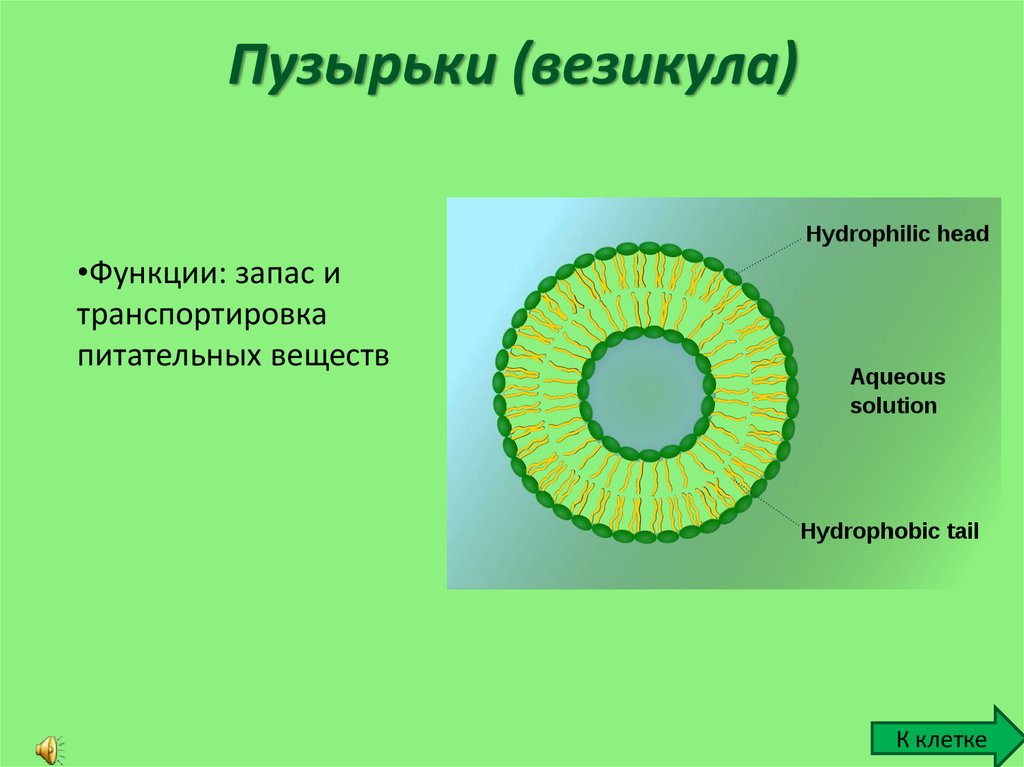 Везикула