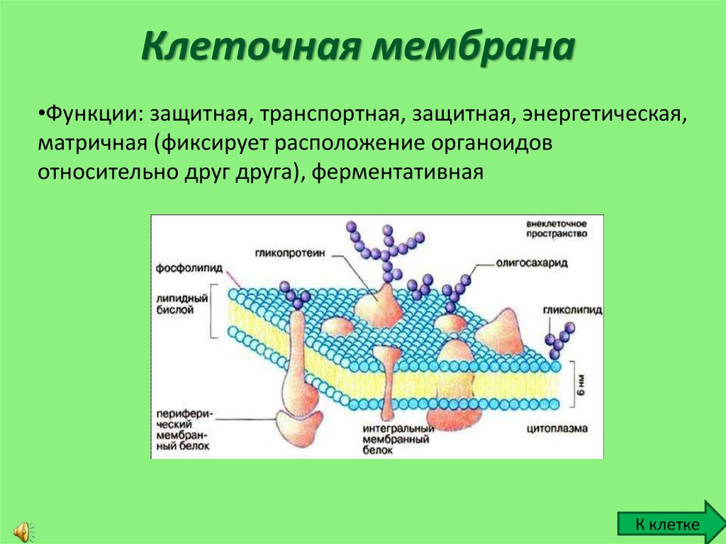 Мембрана клеток включает. Основные структуры клетки мембрана. Наружная клеточная мембрана строение и функции. Функции мембраны клетки 10 класс. Строение клеточной мембраны 10 класс биология.
