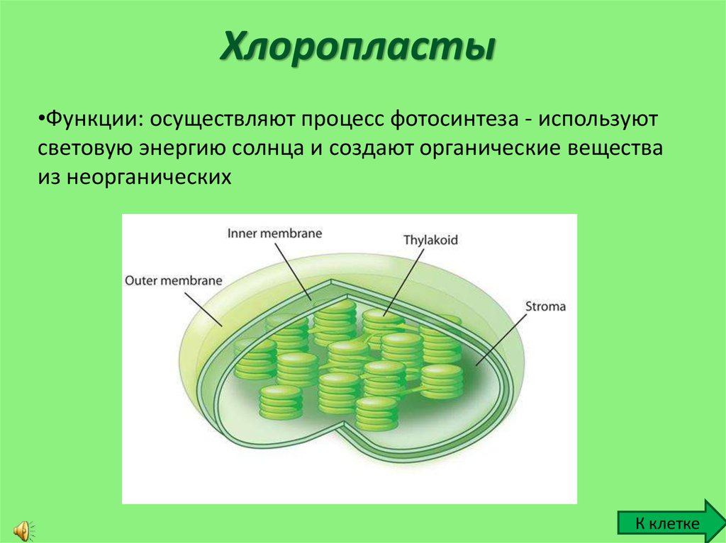 В каких клетках расположена основная масса хлоропластов. Строение хлоропласта 3д. Строение хлоропласта растительной клетки. Строение клетки хлоропласты. Строение хлоропласта ЕГЭ.