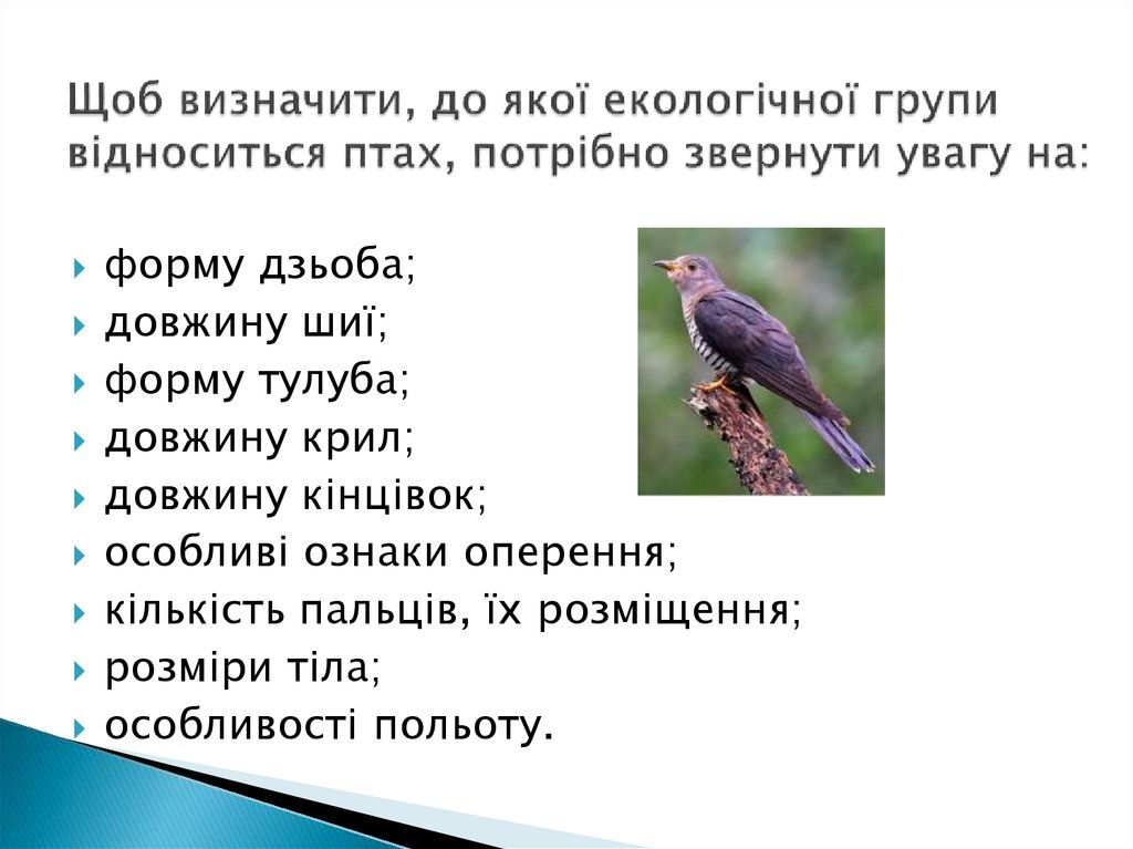Щоб визначити, до якої екологічної групи відноситься птах, потрібно звернути увагу на: