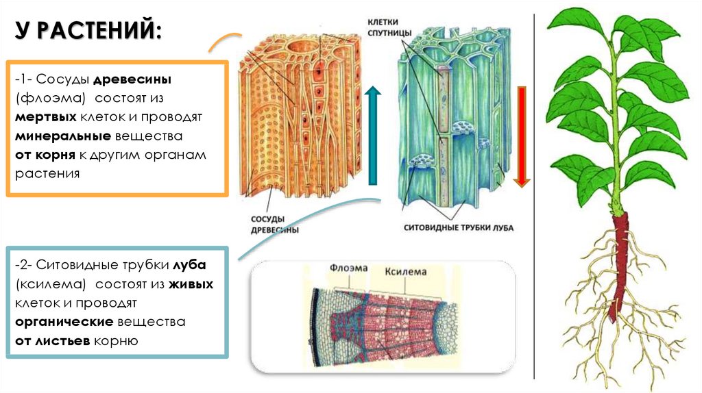 Живые клетки проводящей ткани