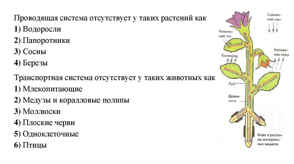 Транспорт веществ у организмов тест. Схема транспорта веществ в растении. Транспорт веществ в организме 6 класс. Транспорт веществ 6 класс биология. Транспорт веществ в организме растений 6 класс.