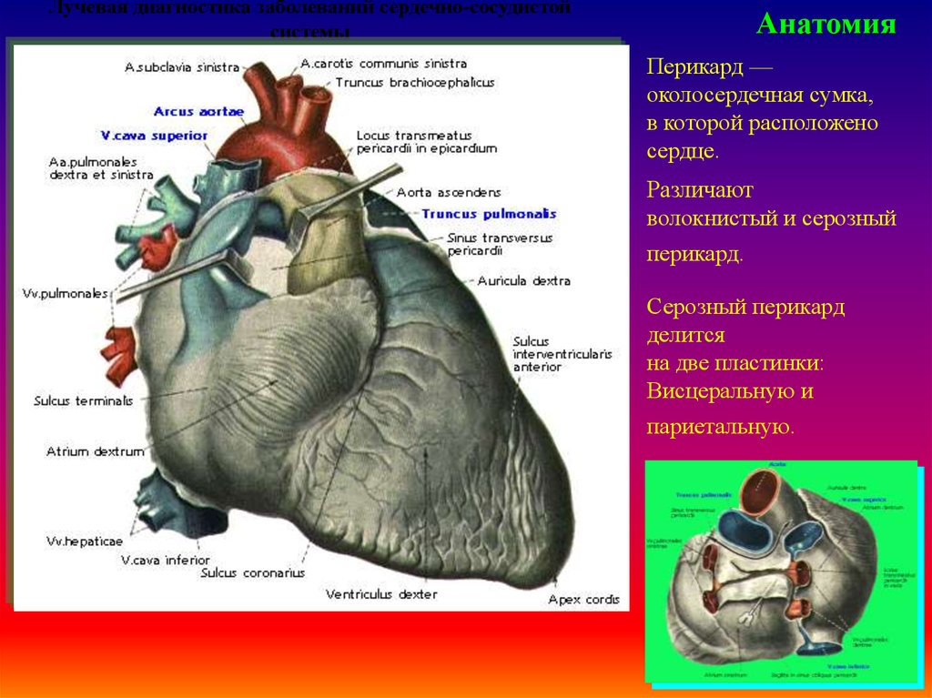 Скопление воздуха в перикарде латынь. Париетальный листок перикарда образует. Перикард сердца анатомия. Строение перикарда сердца. Околосердечная сумка анатомия.