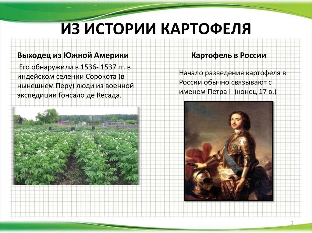 Где впервые был картофель. Картофель в России Петр 1. История возникновения картошки. Исторические сведения о картофеле. Картофель презентация.