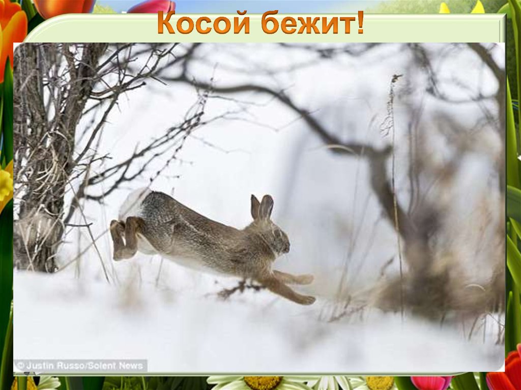 Зайцы бегали в лесу. Заяц зимой. Заяц бежит. Заяц в лесу. Заяц Лесной бежит.