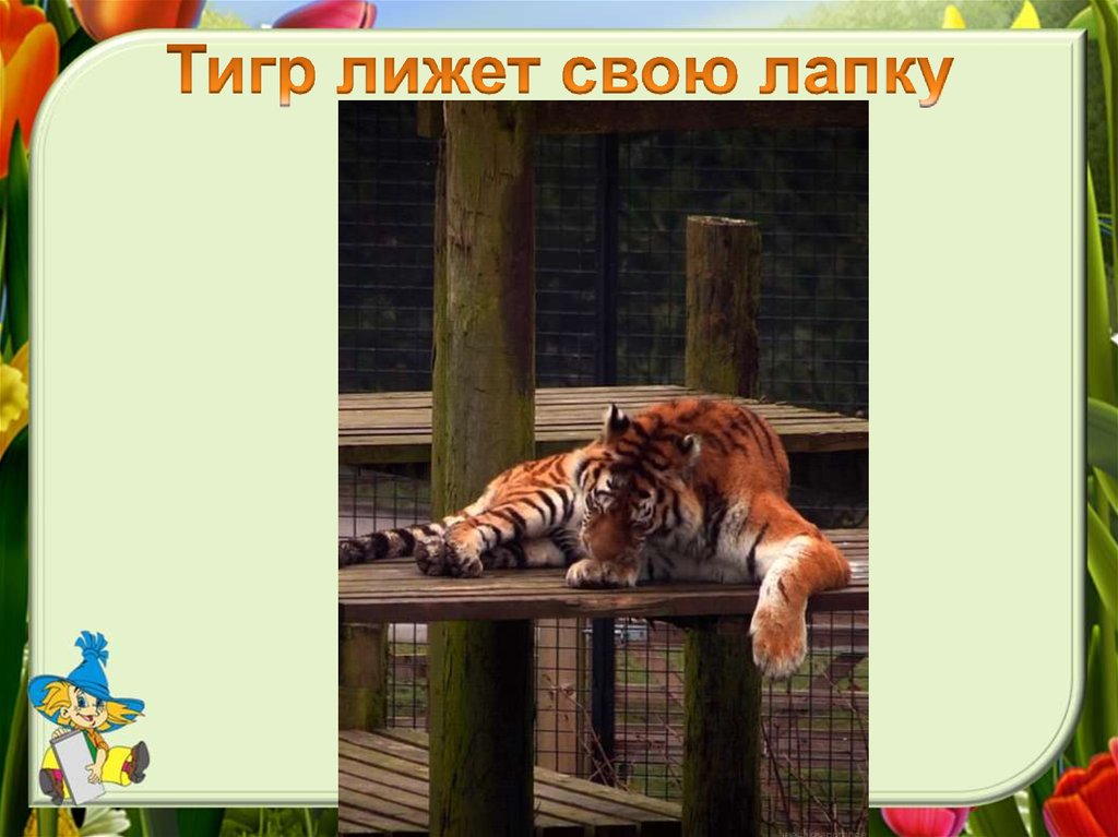 Тигр лижет свою лапку
