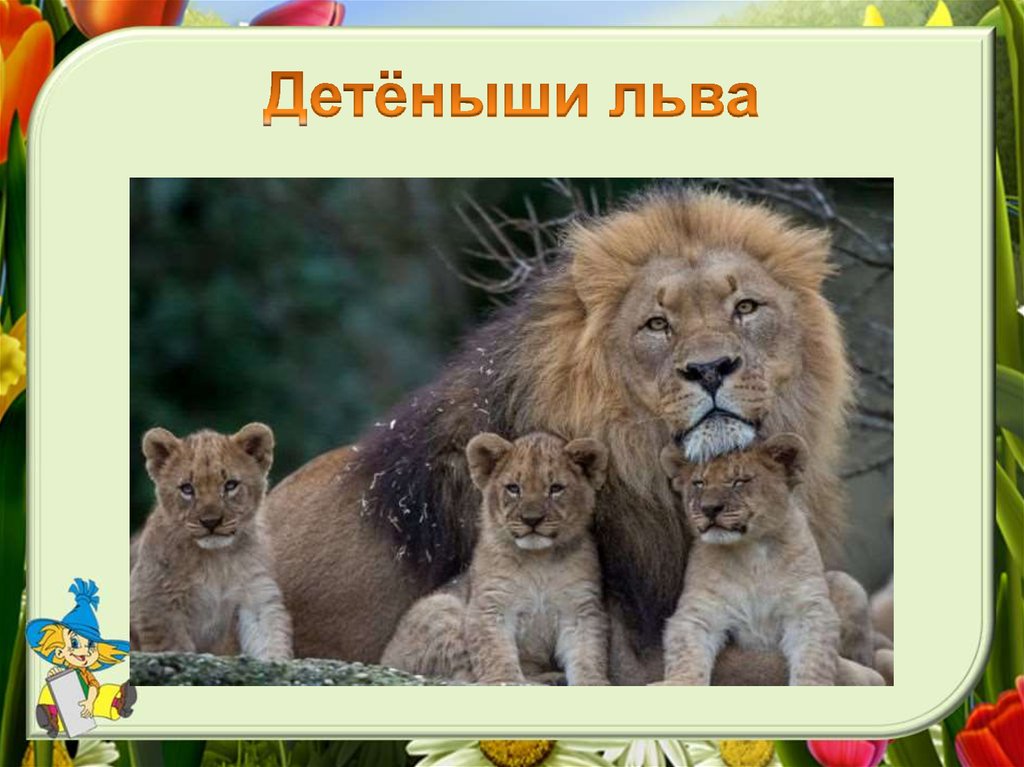 Детёныши льва