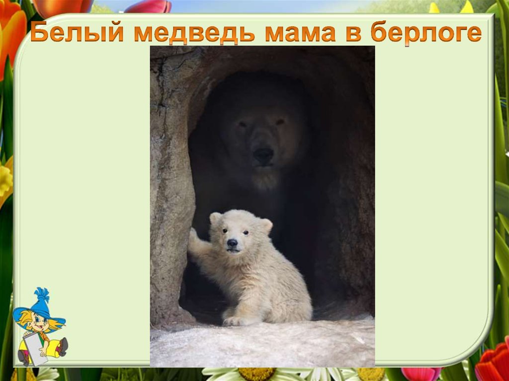 Белый медведь мама в берлоге