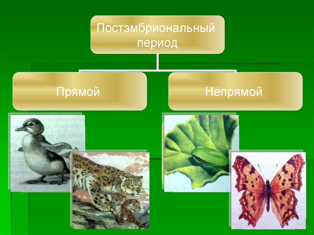 Презентация постэмбриональное развитие 10 класс профильный уровень