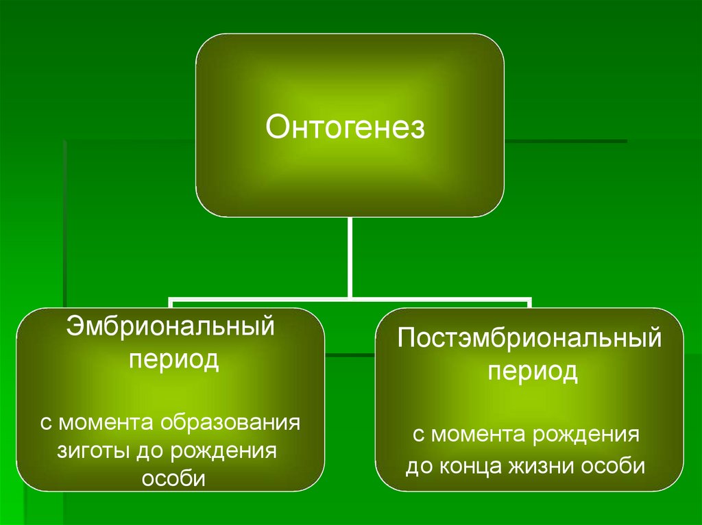 Онтогенез эмбриональное развитие презентация 10 класс профильный уровень