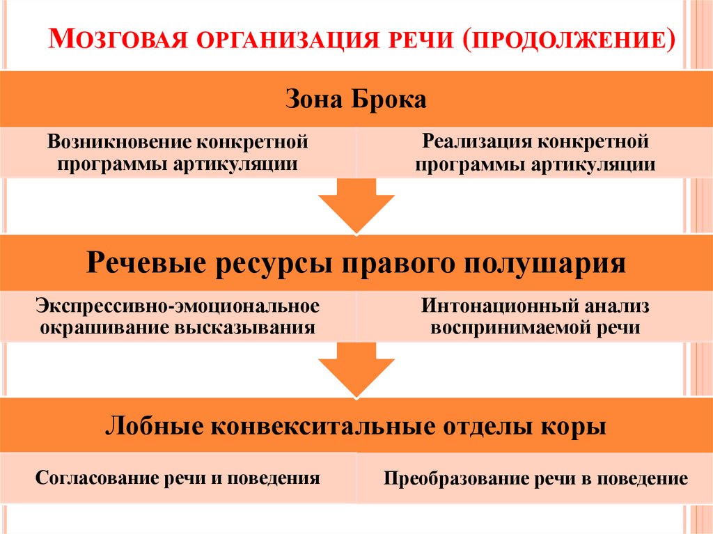 Реализация речи. Мозговая организация устной речи. Многоуровневой мозговой организации речи. Мозговые механизмы речевой деятельности. Мозговые структуры речи.