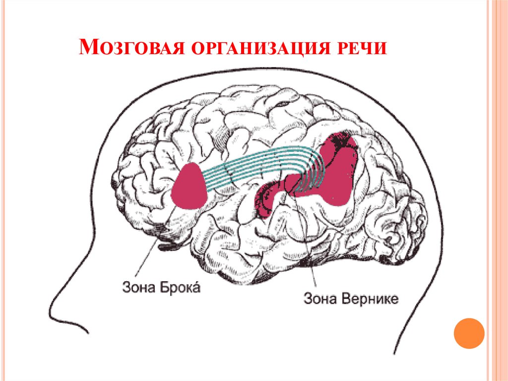 Нейрофизиологические механизмы речи схема