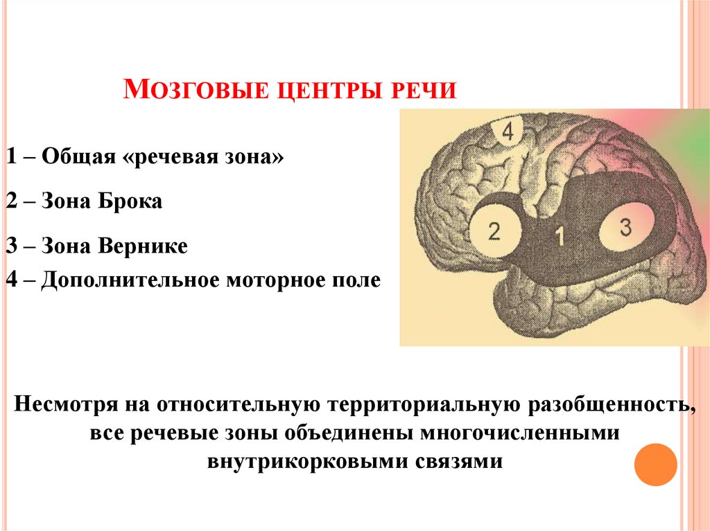 Развитие речи мозга. Нейрофизиологические аспекты речи. Центры речи. Нарушения речи.. Нейрофизиологические основы речи. Нейрофизиологические механизмы речи. Мозговые центры речи.