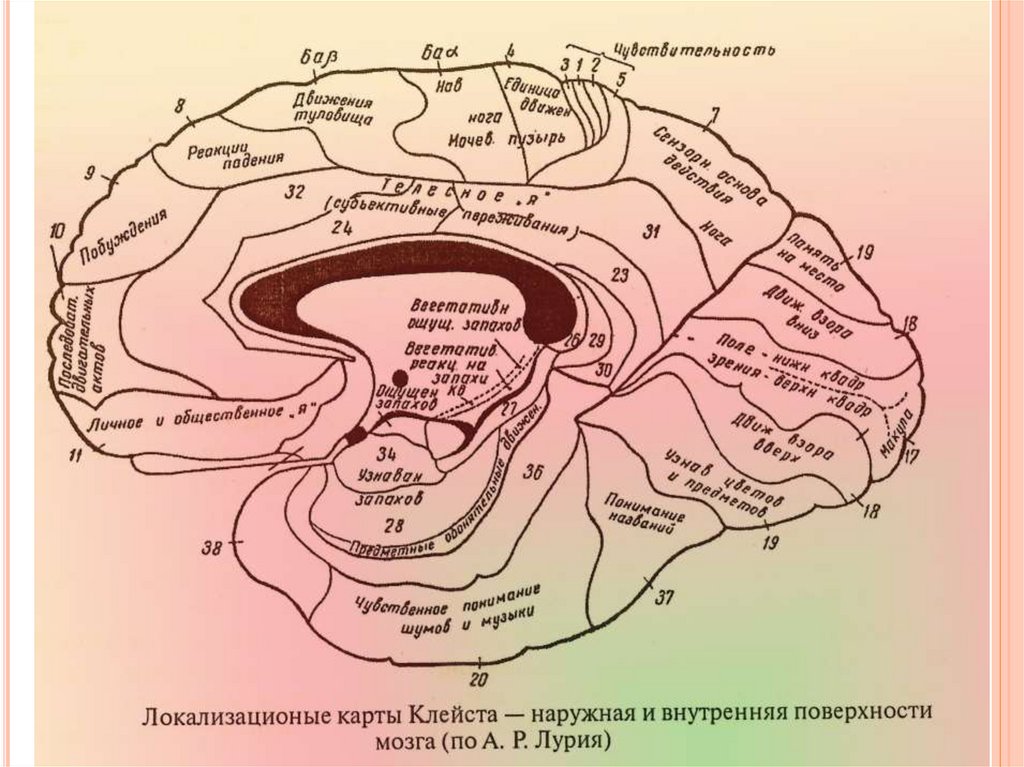 Нейрофизиологические механизмы речи схема