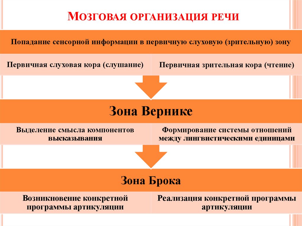 Организация речи. Мозговая организация речи. Системная организация речевой деятельности.. Мозговая организация речевой деятельности. Мозговая организация речевой функции..