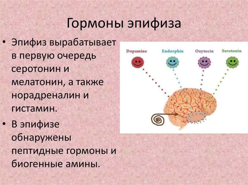 Гормоны эпифиза презентация