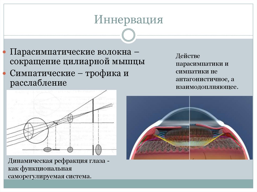 Иннервация