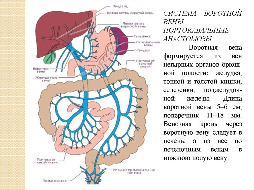 Вены брюшной полости схема