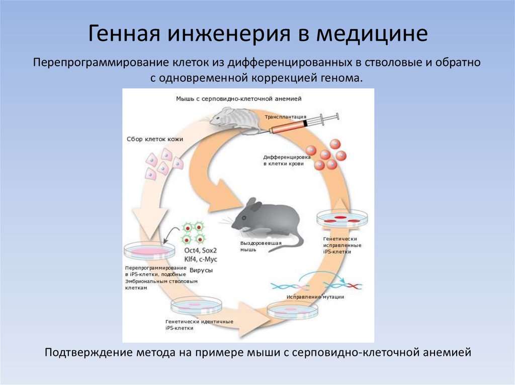 Генная инженерия в медицине фото