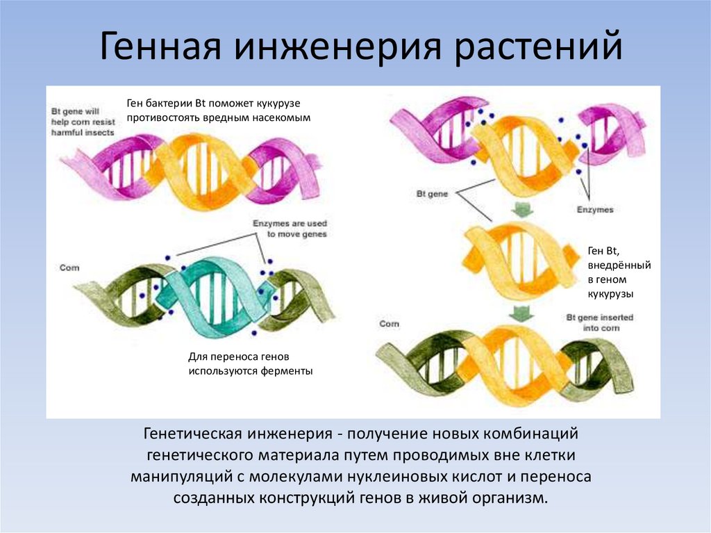 Открытие генной инженерии презентация