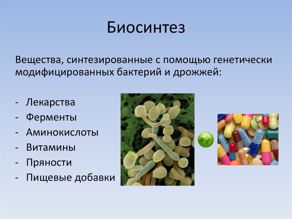 Биосинтез витаминов. Модифицированные микроорганизмы. Генетически модифицированные микроорганизмы. Генно-модифицированные бактерии. ГМО бактерии.