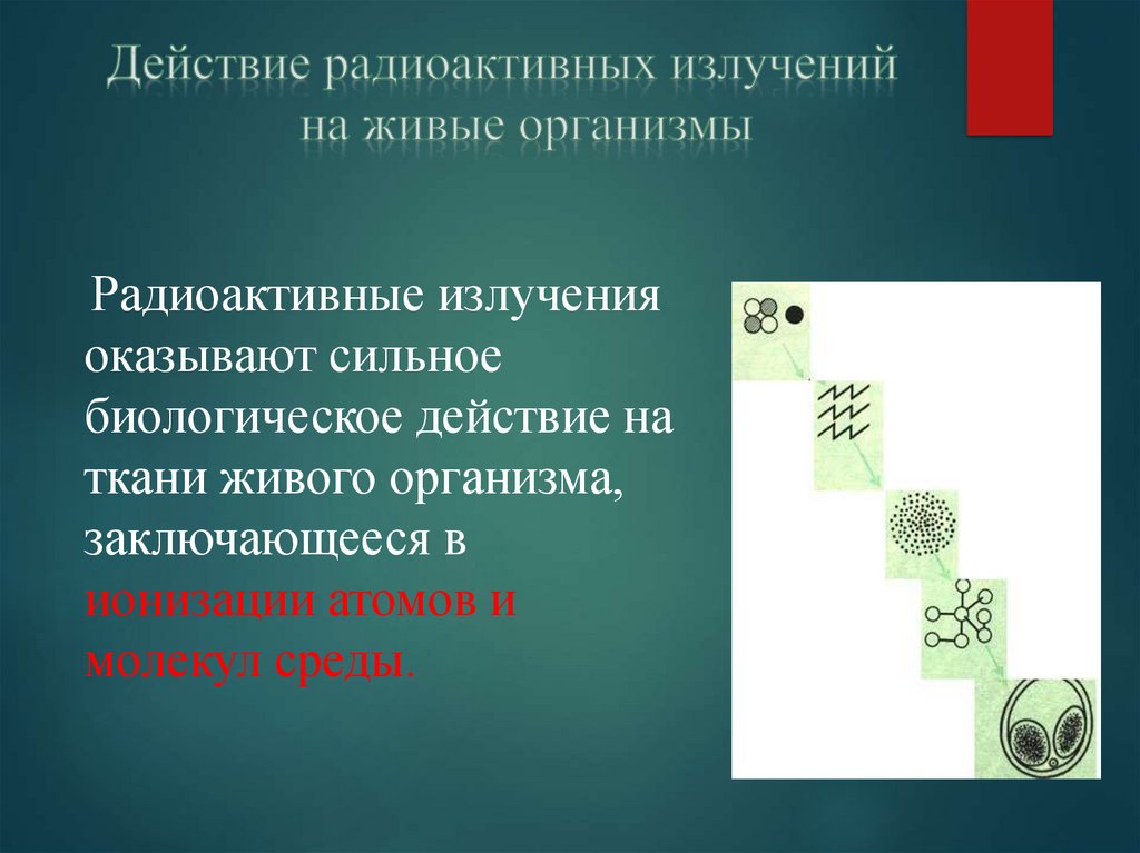 Влияние радиоактивных излучений на живые организмы презентация